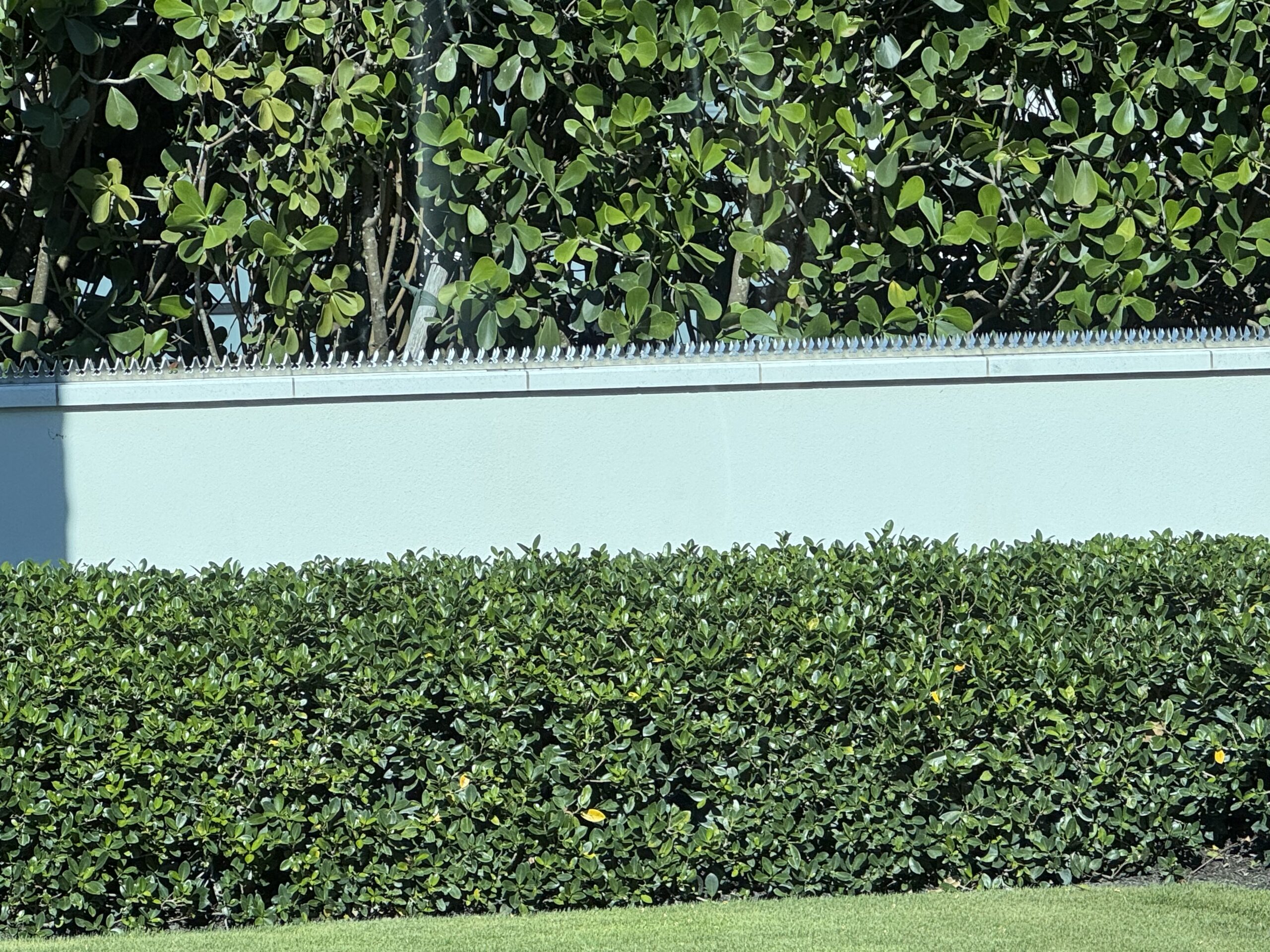 Mur bas bleu avec des pointes anti-intrusion sur le dessus, haie dense en arrière-plan.