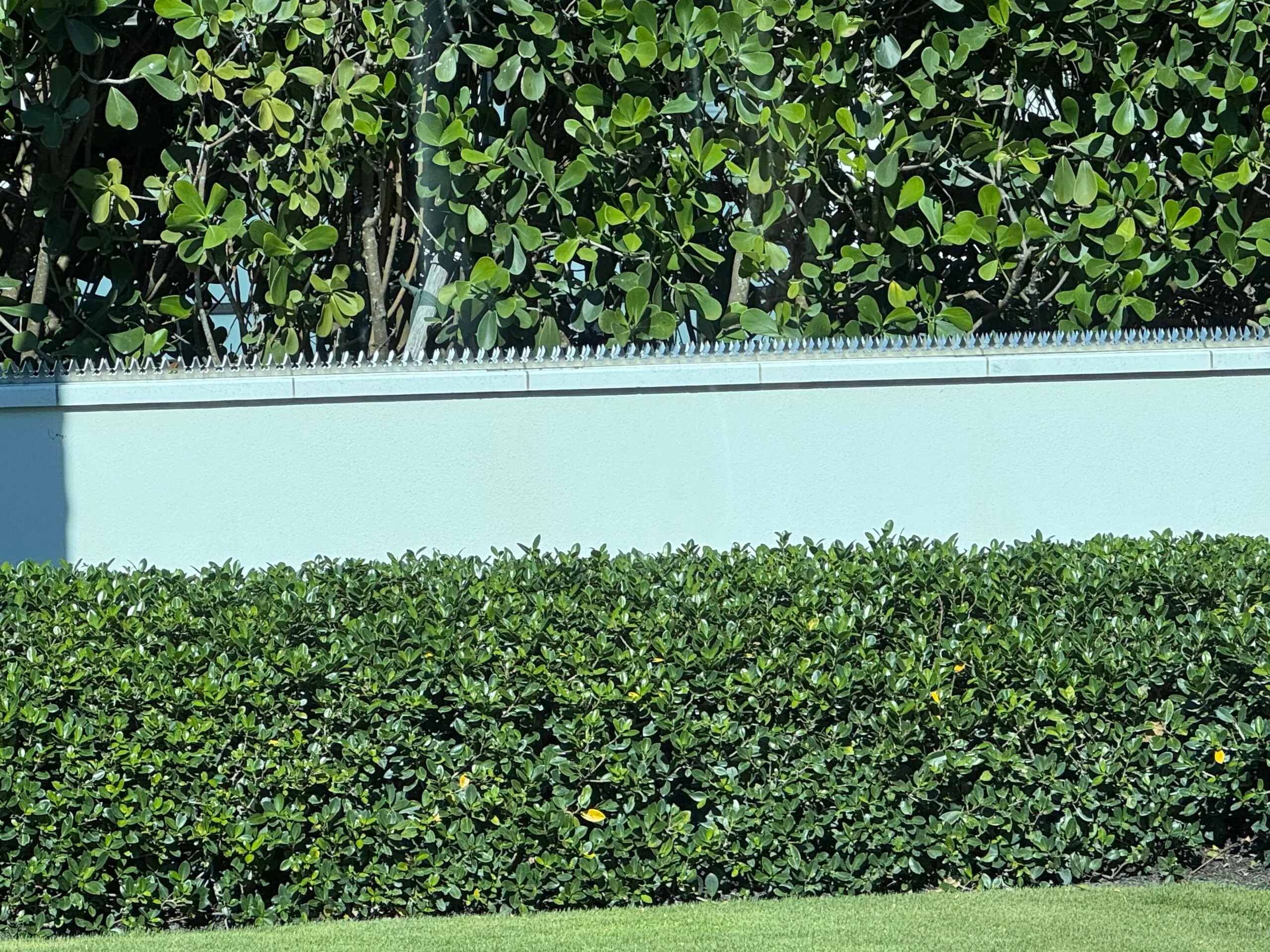 A low blue fence with a dense hedge behind it and thin anti-climb spikes on the top edge.