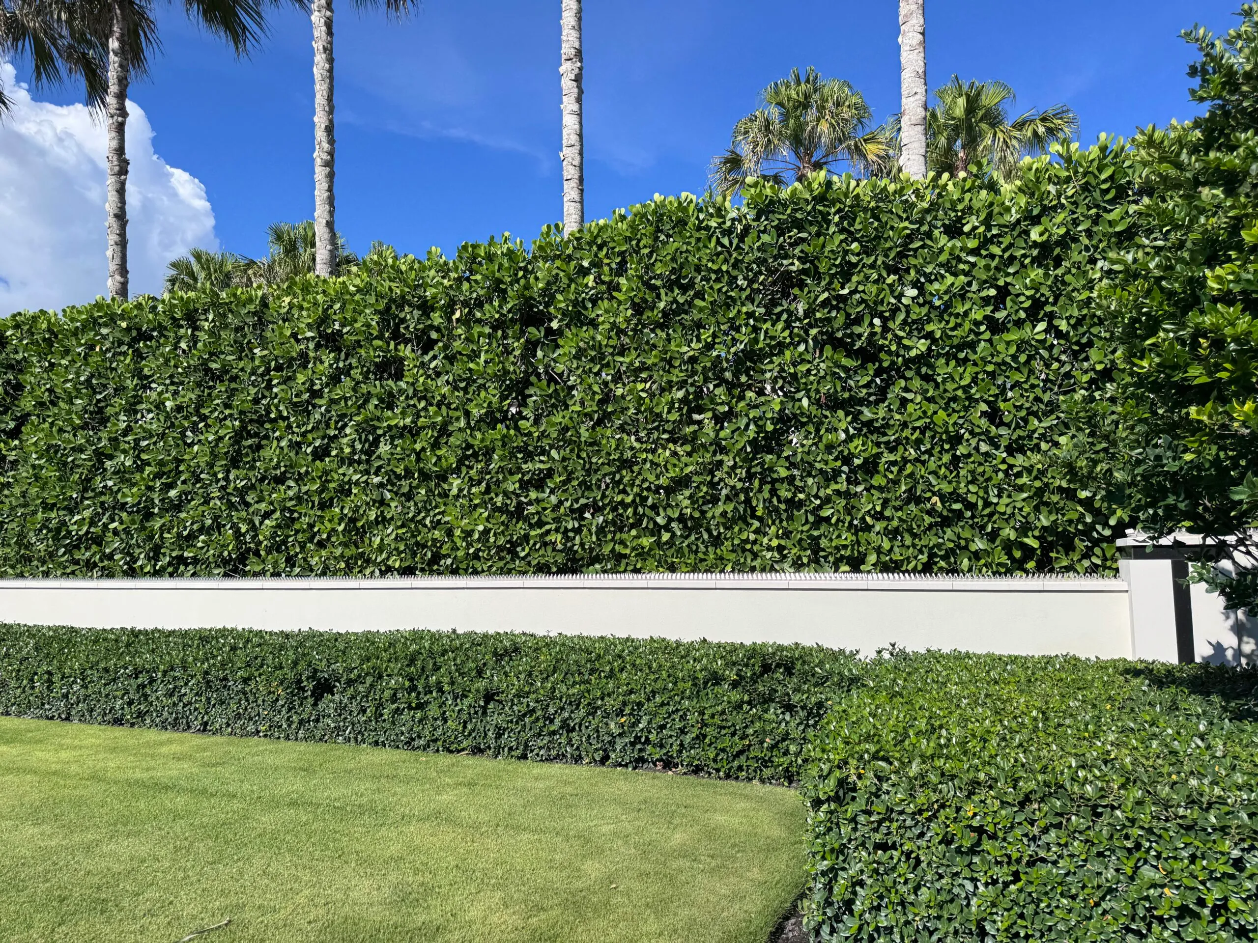 Anti-climb spikes on a low white wall. Tall hedges and palm trees in the background.