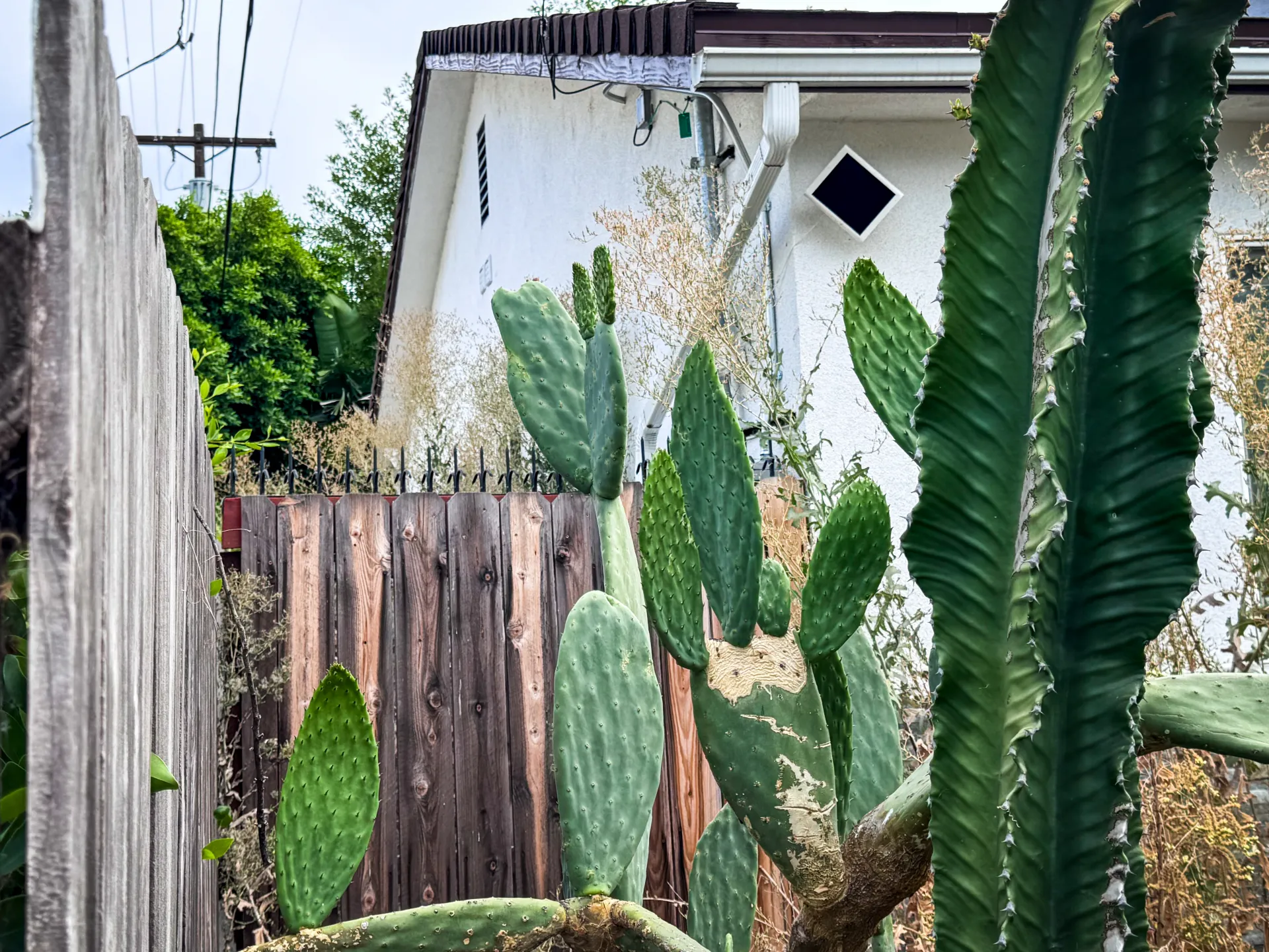 Black anti-climb spikes running along the top of a weathered wood fence, framed by prickly pear and tall cactus.