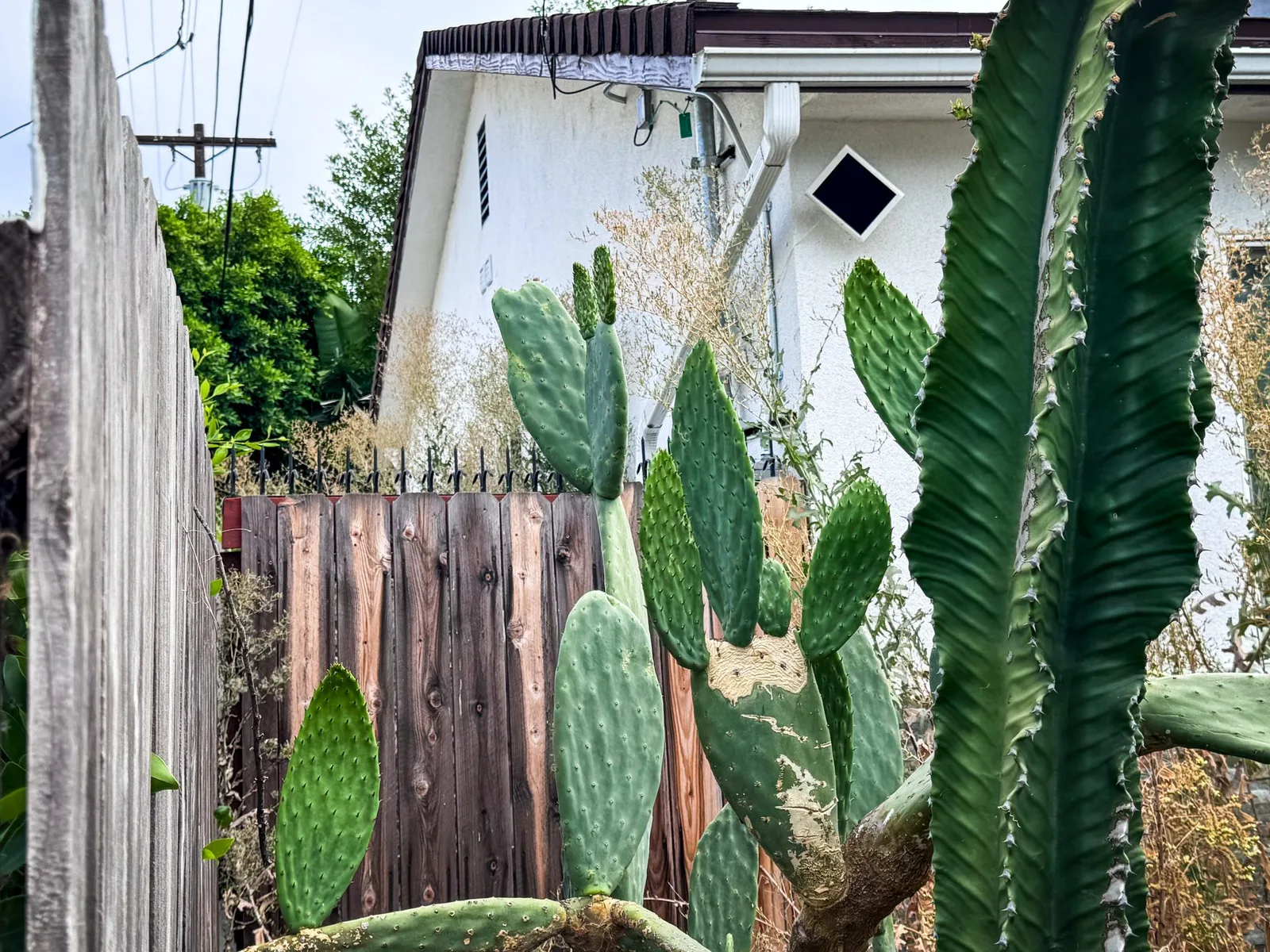 Backyard view with tall cacti in the foreground and black anti-climb spikes lining the top of a wood fence beside a white house.