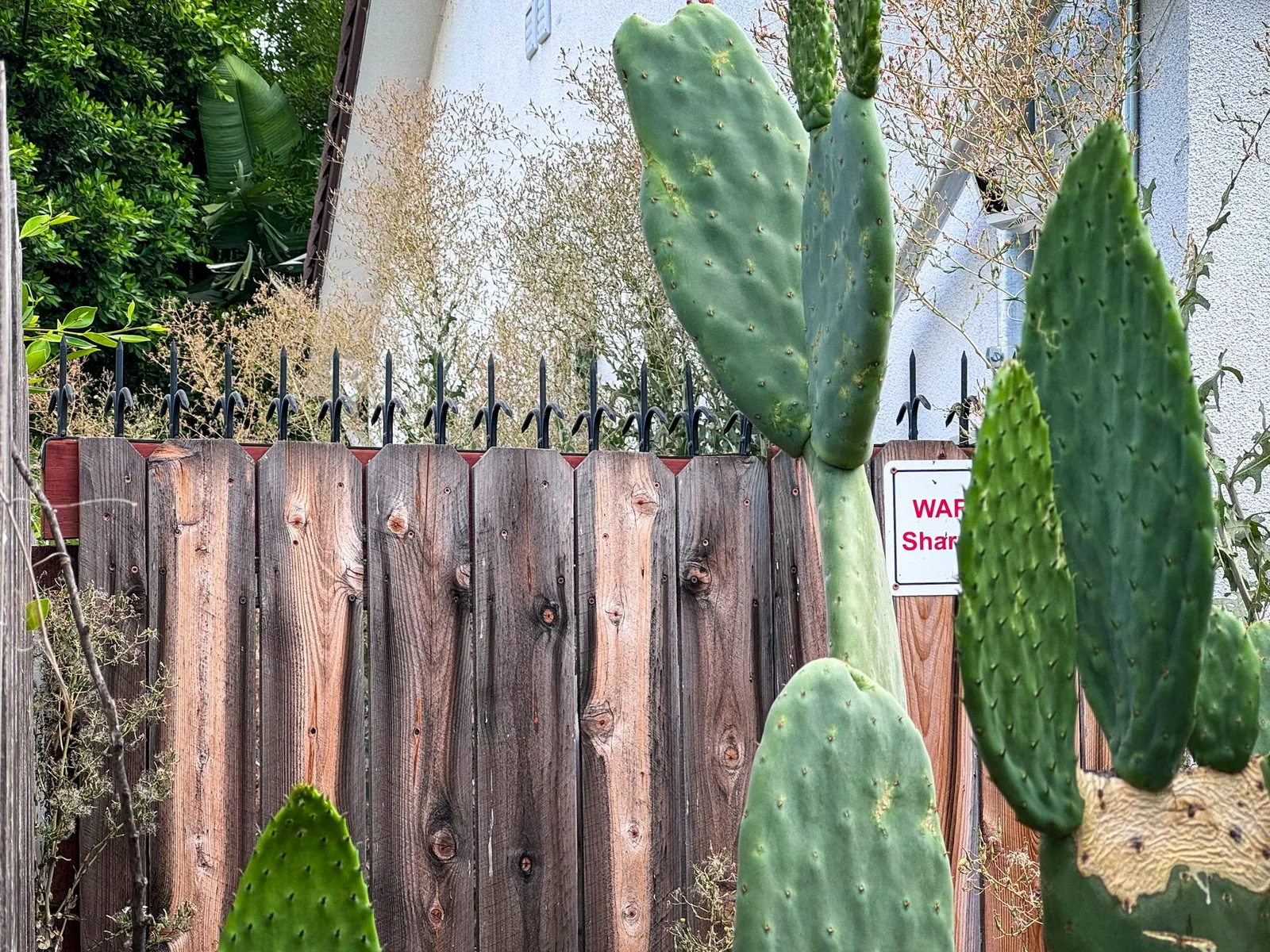 View through cactus pads of a wood fence lined with black metal spikes, with a partial warning sign visible at the right edge.