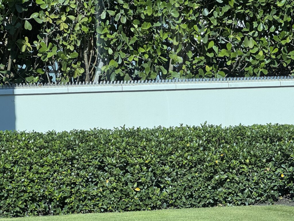 Low blue wall topped with narrow anti-climb spikes, with dense hedges behind