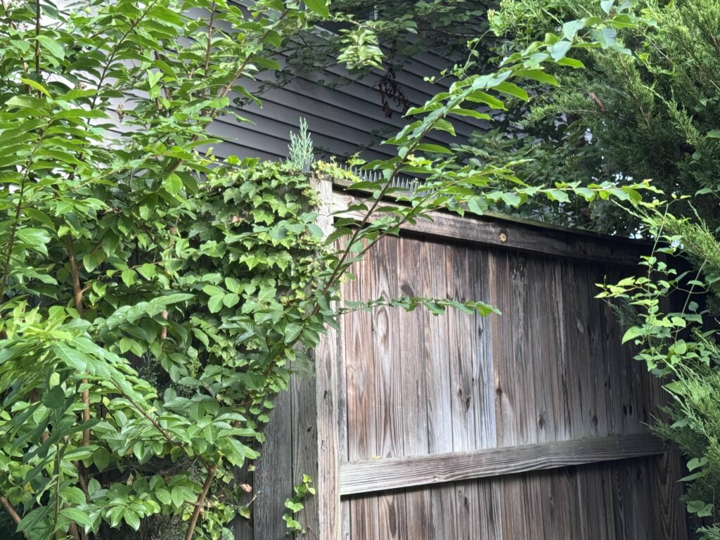 Wooden privacy fence with ivy and dense greenery, featuring an anti-climb spiked strip along the top edge.
