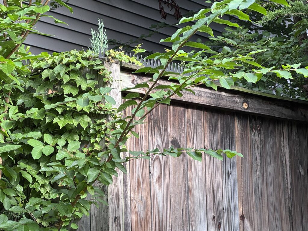 Angled view of a vine-covered wooden fence with a continuous row of pointed anti-climb spikes on the top rail.