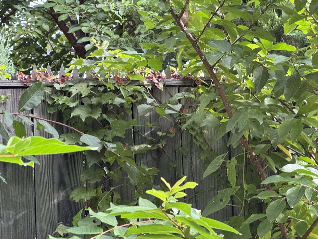 Wooden fence overgrown with vines and leafy branches, with pointed anti-climb spikes visible along the top edge.
