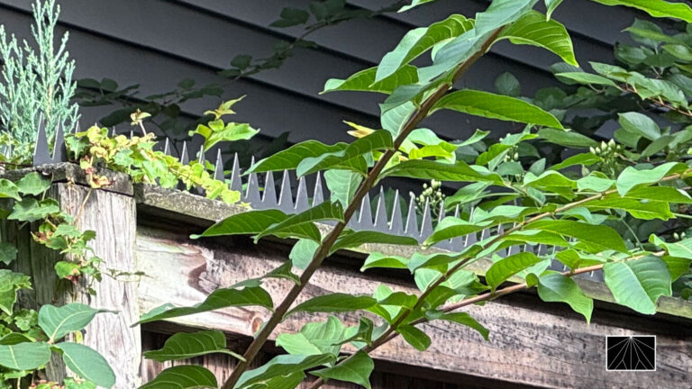 Wood Privacy Fence | Washington D.C.