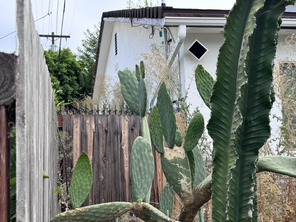 Blick in den Backyard: hohe Kakteen im Vordergrund, dahinter ein Holzzaun mit schwarzen Anti-Climb-Spikes neben einem weißen Haus.